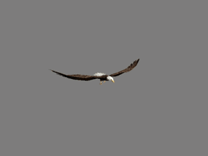 Gif animé vautour vole